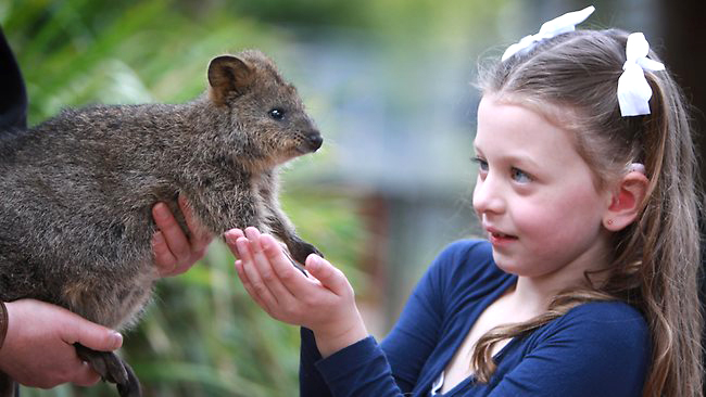 190106-aaliyah-with-kinta-the-quokka