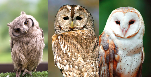 different-flavors-of-owl